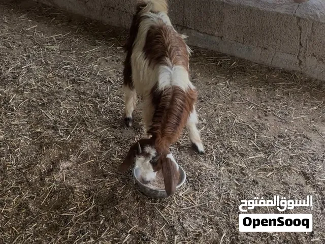 تيس ود 3 شهور