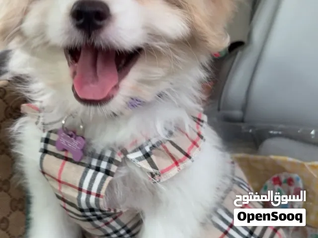 للبيع بيور بوبي مالتيز