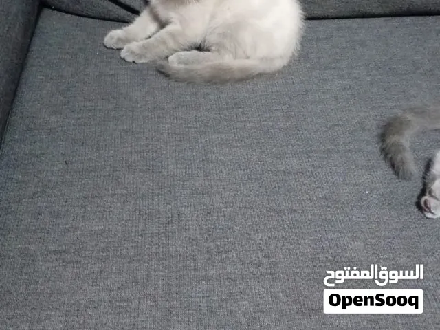 قطط صغيرة عمرها 3 اسابيع