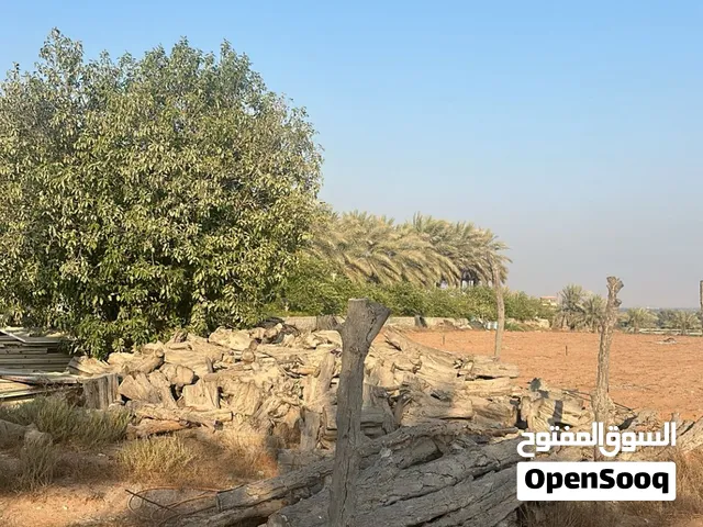 حطب للبيع خشب شجر الغاف و خشب شجره الداماس
