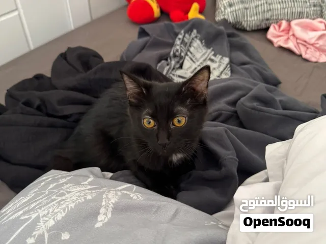 أحن و أجمل قط شيرازي لعشاق الغوامق متطعم ومتعود عاللتر بوكس وجاهزه لبيته الجديد