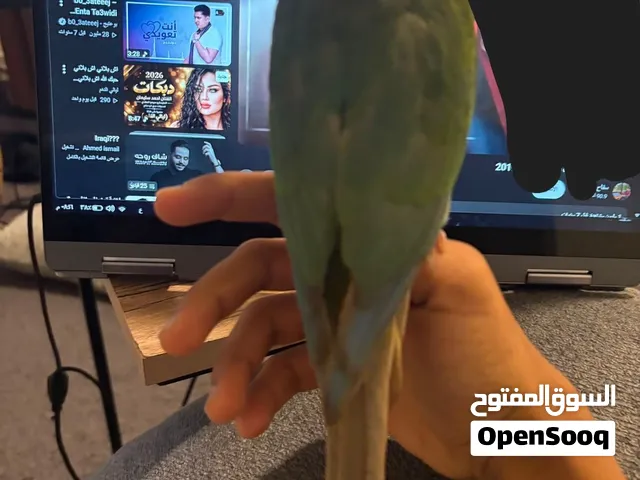 كنيور تركوازي اليف رقاص هدد داخلي اليف جدا