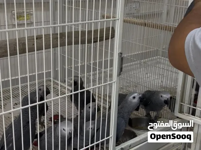كاسكو أليف