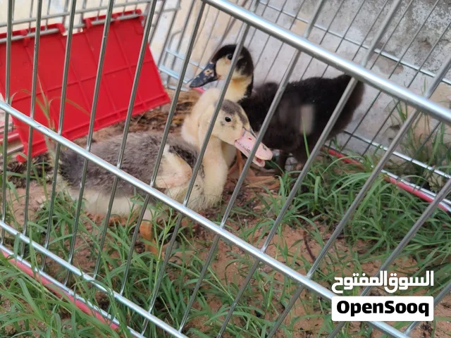3 فراخ بط عمر شهر ونصف بسعر 50 درهم