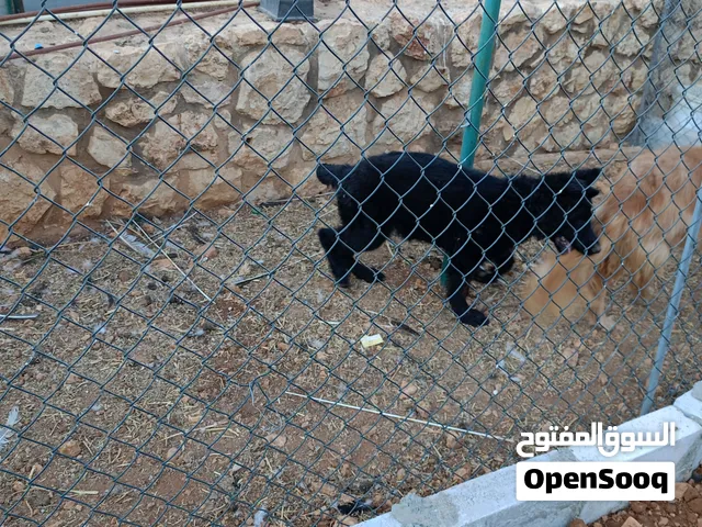 كلب جيرمن شيبرد لونج هير شو لاين عمر 4شهور معه جميع اوراقه وشهادة مطاعيم