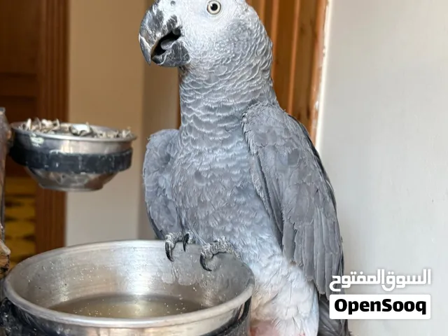بغبغان زنجباري