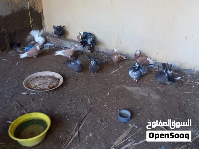 مطلوب نفس الحمام الي في الصوره أو هن