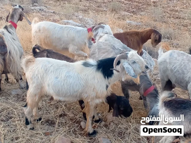 للبيع تيس ريشة الحبه كفالة هداد علي ردد