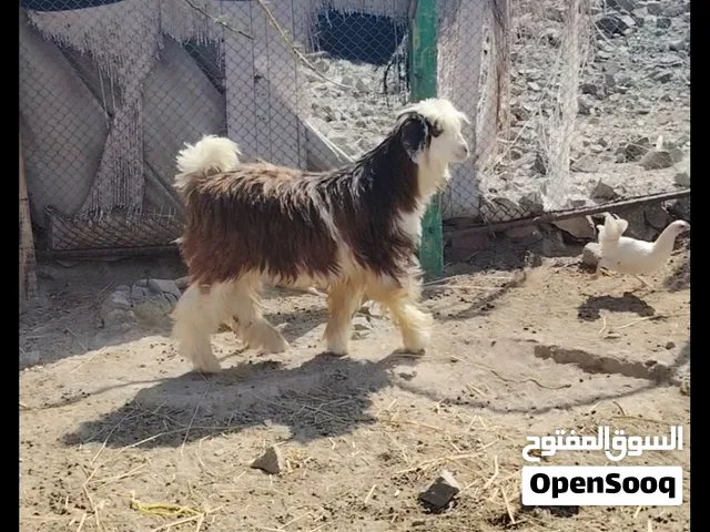 جدي محقوص...