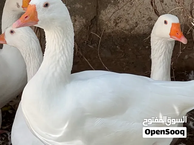 أوز من النوع الممتاز منتج الحبة على 12 ريال والزوج ب 20 ريال