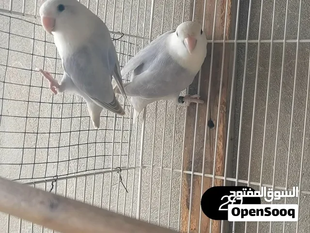 زوج لافبيرد مع محكر