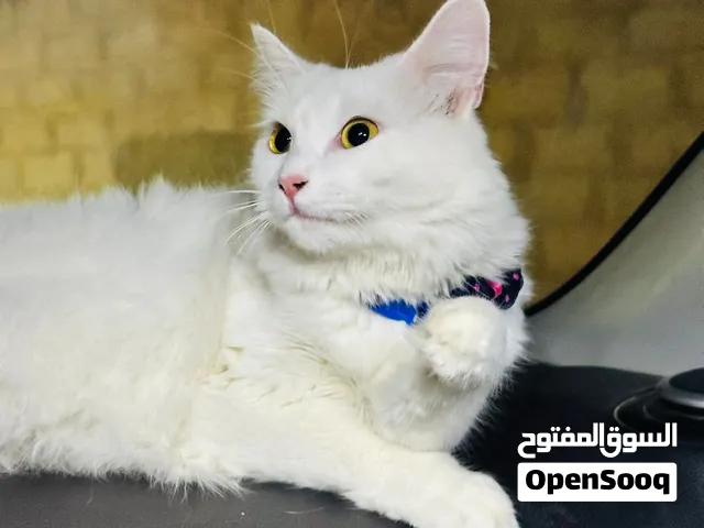 قطه كنضافه وكصحه الله ايبارك
