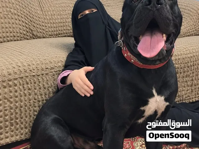 دكر كين كورسو