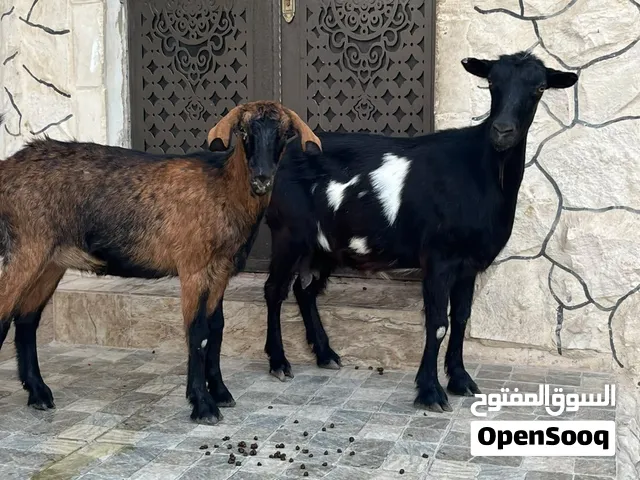 عنزين البينو صحه ونضافه