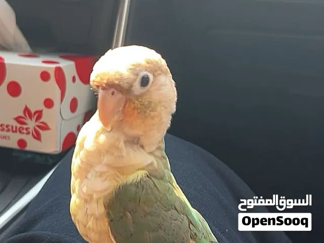 للبيع كنيور سينامون تركواز اليف ب 55