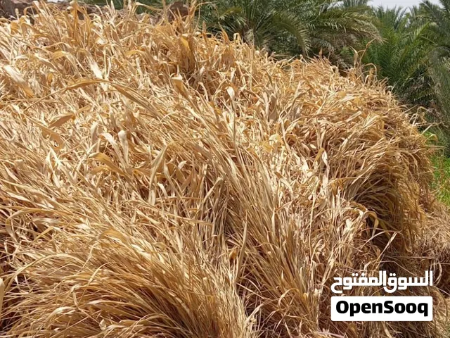 علف حرية يابس موسم هالسنة ما شاء الله للبيع كمية تصل (( 200 )) صرة وزيادة وبسعر ممتاز للراغبين بالشر