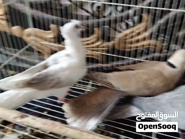 ياكريم جوزين+ باجري ثلاث اجواز