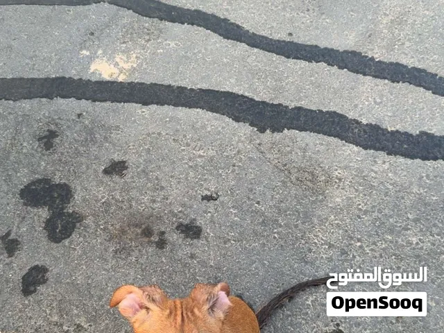 جرو مالينوا مهجن ب 600 درهم