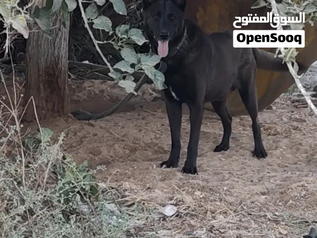 يوجد كلب مالينوا ماكسيكي درجه اوله استراد جزائر للبيع بسعر حرق
