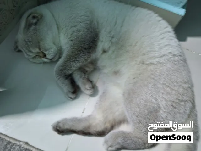 mix British short hair and Scottish fold
