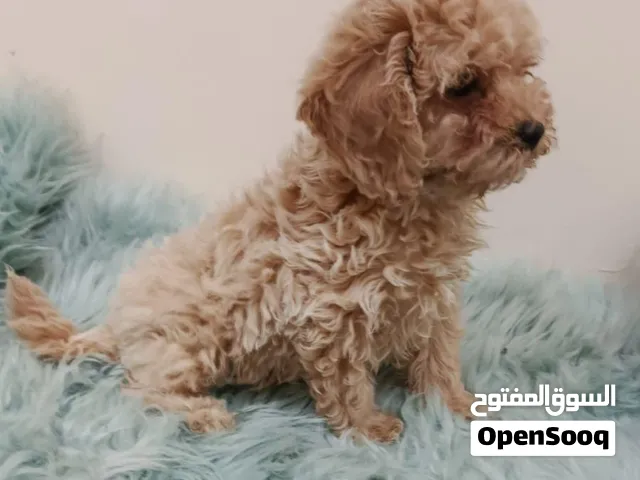 Toy poodle male puppy