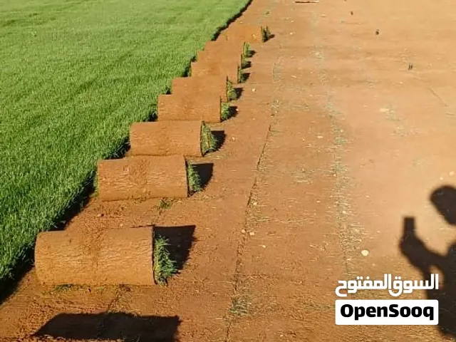 بسم الله ماشاء الله يتوفر لدينا نجيل طبيعي ام بي 5 امريكي طول الشعيره 2سم إلى 4سم