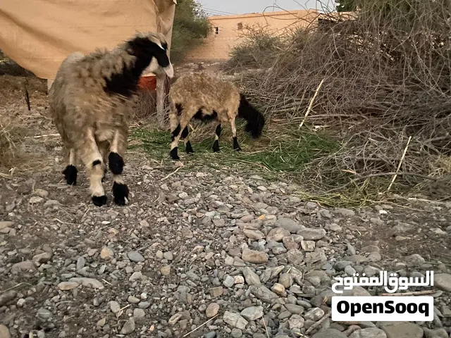 كبشان سمان