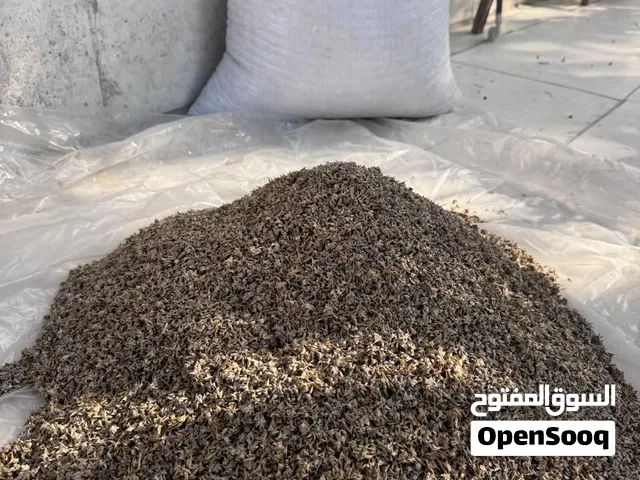 بذور سبانخ
