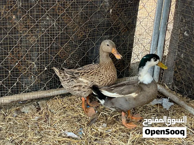 للبيع زوج بط