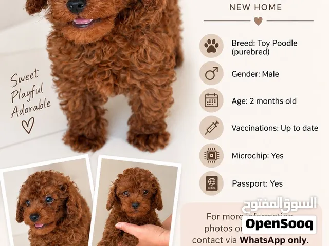 توي بودل ذكر للبيع toy poodle male for sale
