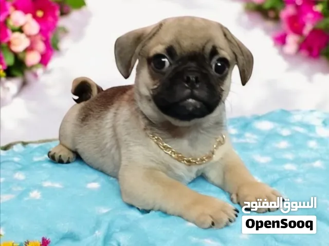 ولد بج ميني