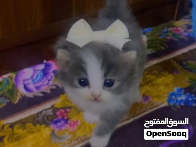 كتن شيرازي بريتش راغدول