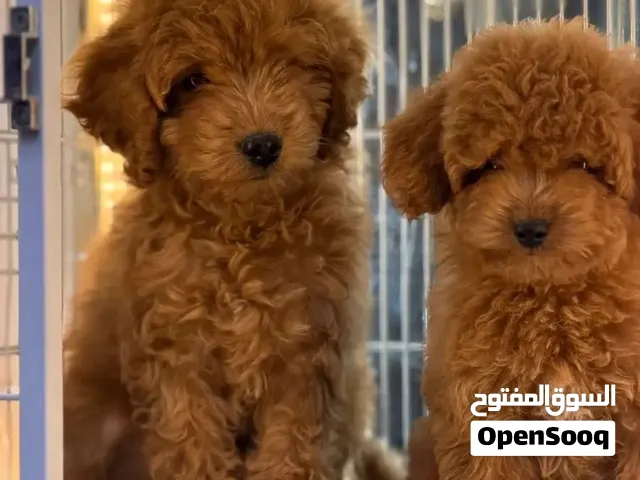 كلاب بودل للبيع