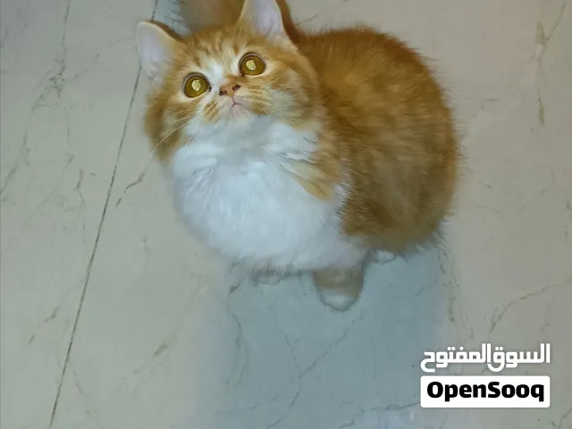 Persian/ British Longhair