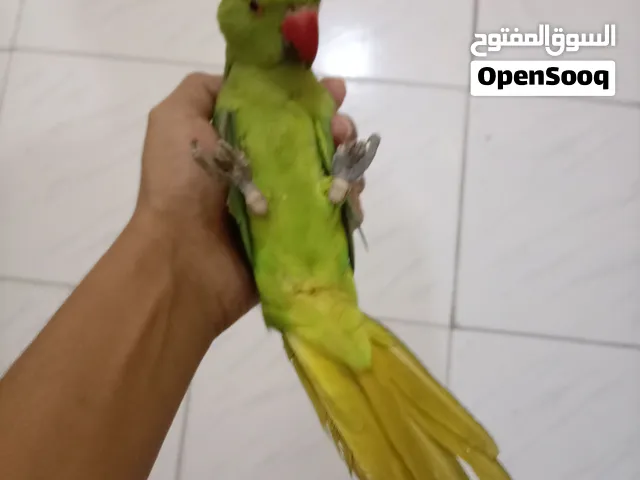 طير دره اليف للبعي في