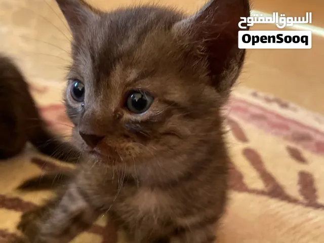 للبيع قطط شيرازيات جميلة