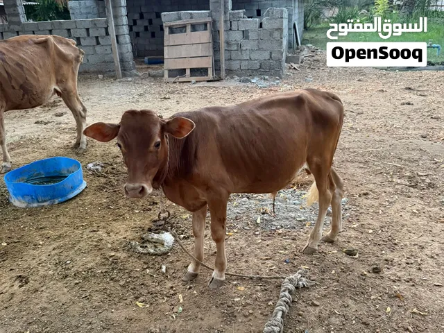 حلال عماني لتربيه وذبح
