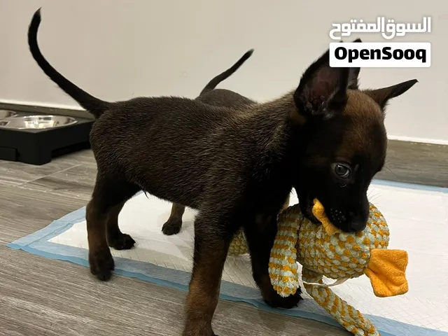 للبيع ذكر جرو مالينوا