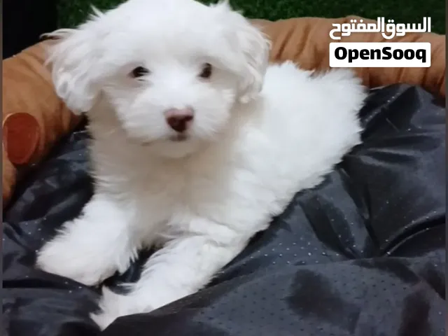Maltese puppy