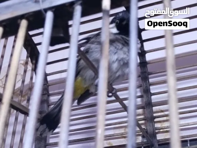 بلبل ديالى ربه