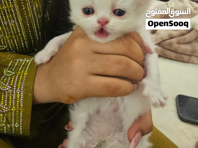 new in dubai caty