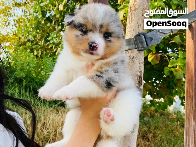 25-Day-Old Australian Shepherd Puppies جراوي أستراليان شيبرد بألوان مميزه ( حجم متوسط)