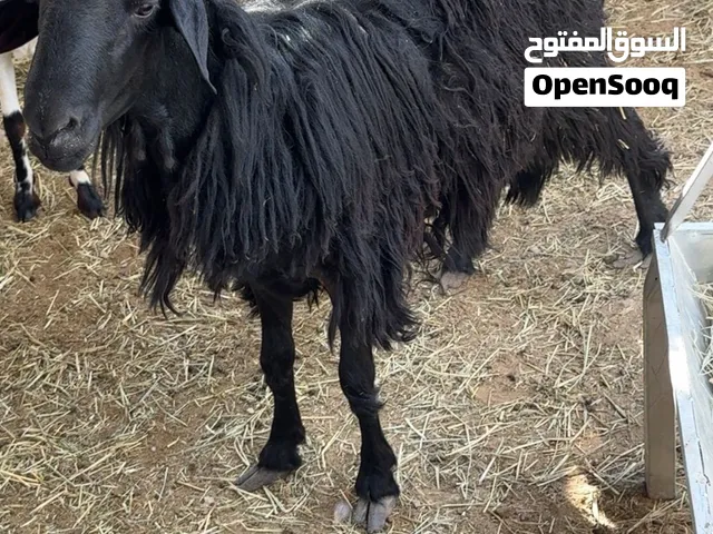 كبش تهجين نجدي عماني