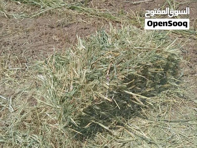 بالات ذرة علفية للبيع