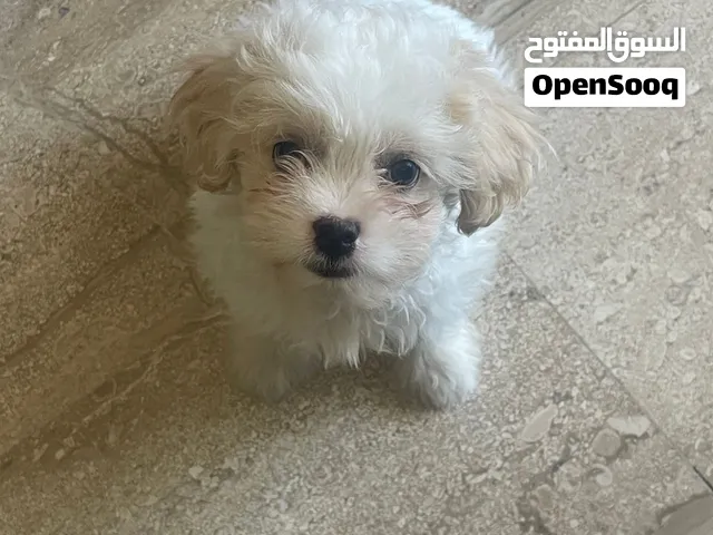 مالتيز فرينش