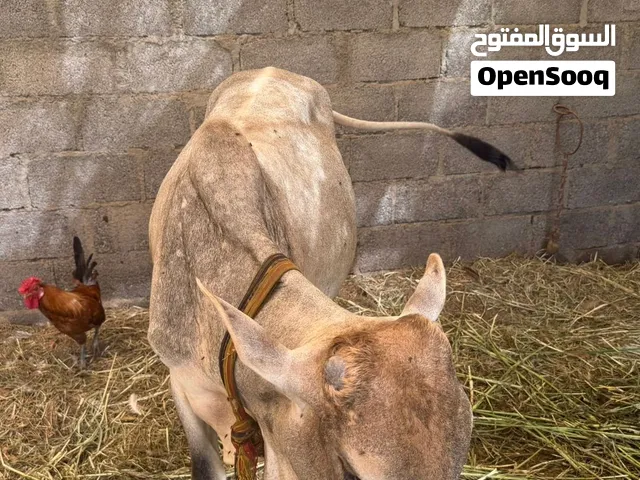 عجل إثيوبي  للبيع
