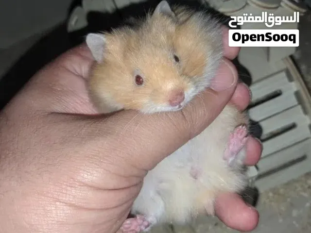 Hamsters توب صحة ونظافة