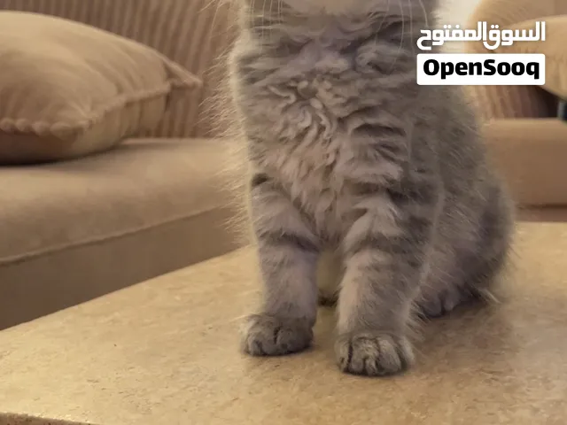 Ragdoll cat