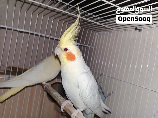 قص كوكتيل لاتيني شغال