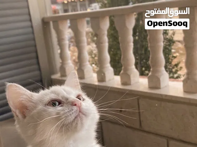 قطة بيضاء لطيفة مع كامل اغراضها للبيع ^^